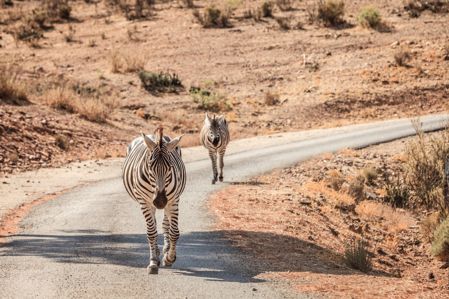 Gros plan de zèbres sur une route desertique